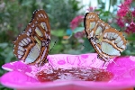 Mariposario de Benalmádena